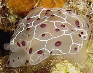 Photo: B.&S. Koretz; see it in Sea Slug forum